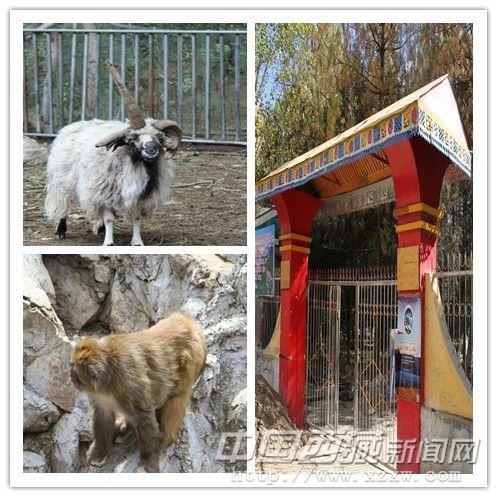羅布林卡動(dòng)物園幾乎和羅布林卡的歷史一樣悠久。是世界上海拔最高的動(dòng)物園，也是歷史最悠久的動(dòng)物園之一。內(nèi)飼養(yǎng)猴子、雪豹、獅、虎、黑熊、孔雀等動(dòng)物。