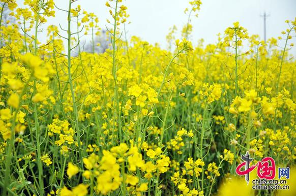 油菜花在我國栽培較廣，以長江流域和以南各地為最多。湖北省是油菜花產(chǎn)地之一。李剛攝