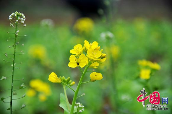 油菜花在我國栽培較廣，以長江流域和以南各地為最多。湖北省是油菜花產(chǎn)地之一。李剛攝