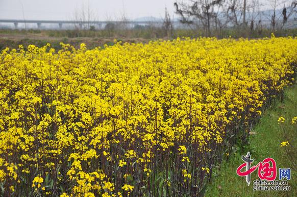 菜薹是湖北的特產(chǎn)，與油菜花同屬十字花科，但色彩較油菜花艷麗。李剛攝