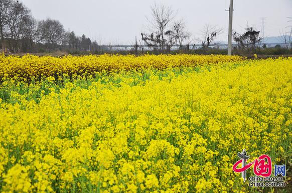 油菜花與菜薹競相開放。李剛攝