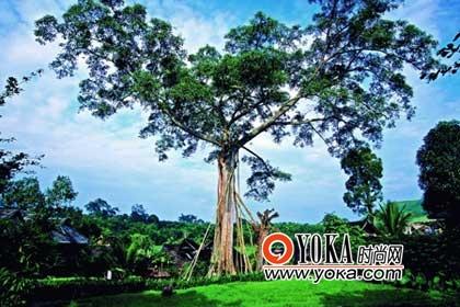 除了迷人的熱帶風光，南方邊境線上的“宗教風景”也令人神往。