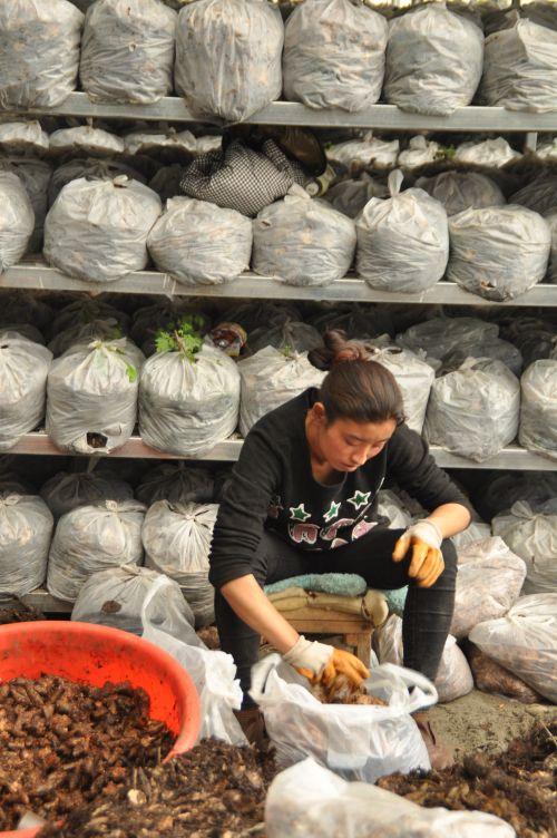 3.工人將加了蜜環(huán)菌天麻種裝袋。攝影：記者 王川。