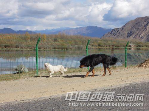 小狗將我引向景區(qū)入口處。