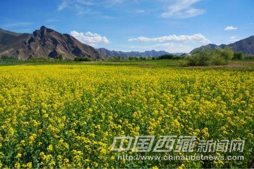 曲水縣才納鄉(xiāng)風(fēng)光。彭月圓 攝