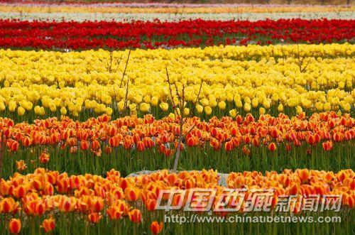 曲水境內(nèi)風(fēng)光。彭月圓 攝