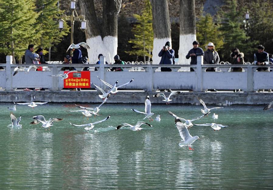 游覽龍王潭公園的人們?cè)谟^賞拍攝紅嘴鷗（12月12日攝）。