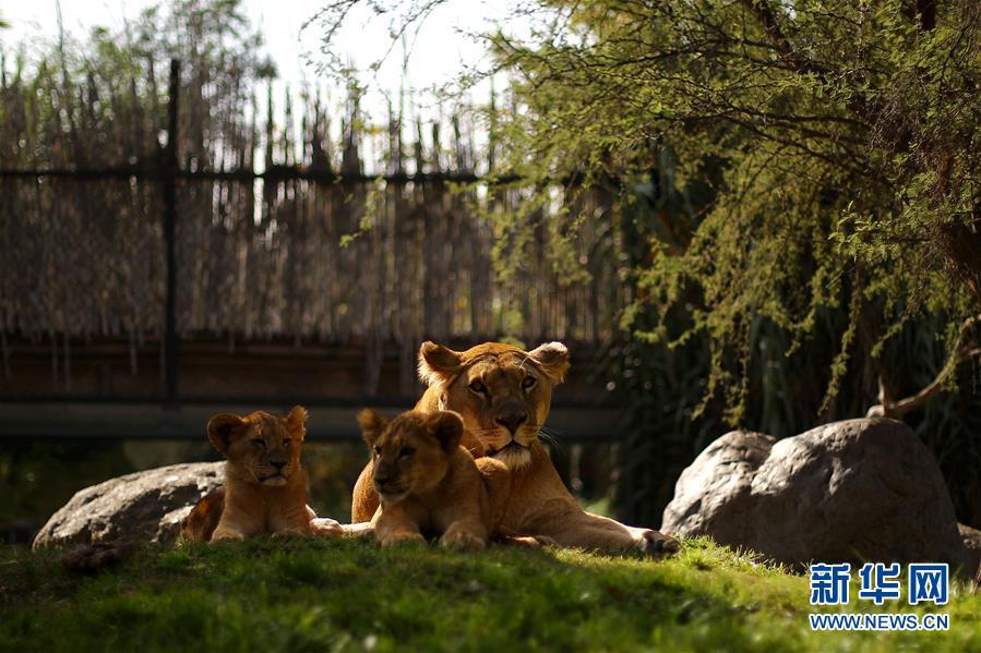 5月4日，在智利首都圣地亞哥附近的布因動(dòng)物園，一對(duì)小獅子和它們的媽媽在一起。布因動(dòng)物園的公獅“馬烏丘”此前接受了輸精管手術(shù)，使得一只母獅懷孕并生下了一對(duì)小獅子。 新華社/路透