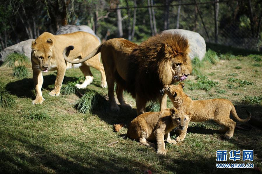 5月4日，在智利首都圣地亞哥附近的布因動(dòng)物園，一對(duì)小獅子和它們的父母與游人見面。布因動(dòng)物園的公獅“馬烏丘”此前接受了輸精管手術(shù)，使得一只母獅懷孕并生下了一對(duì)小獅子。 新華社/路透
