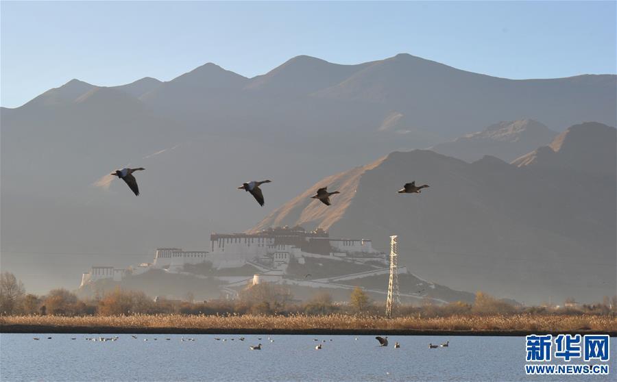 11月23日，斑頭雁在拉魯濕地上空飛翔。新華社記者 張汝鋒 攝