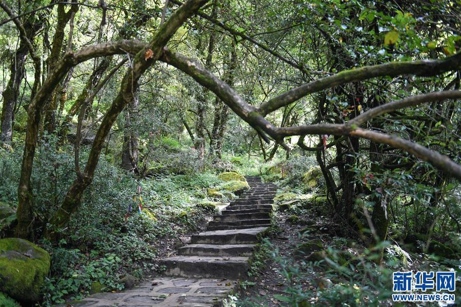 西藏山南市錯那縣境內波拉山南側的勒布溝，植被茂密、云霧繚繞，景觀豐富，美不勝收。    勒布溝原始森林內的步行道（9月25日攝）。新華社記者 晉美多吉 攝