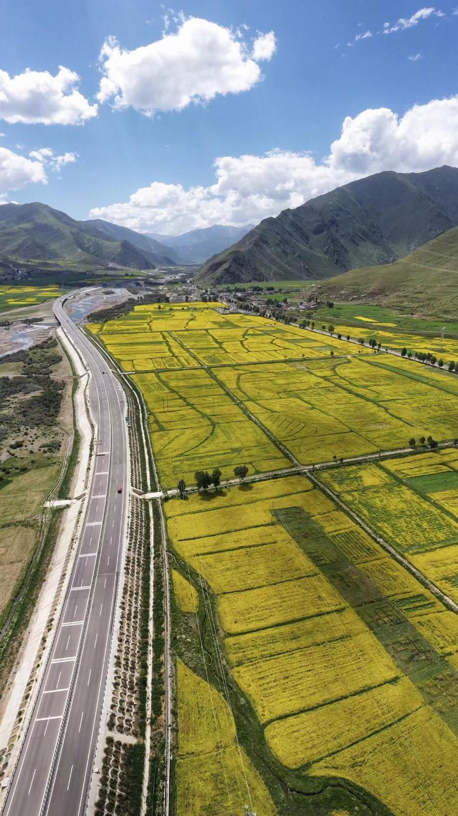 田間地頭，成片的油菜花與藍(lán)天白云交相輝映，廣闊的油菜花叢中，蜜蜂、蝴蝶翩翩起舞。圖為拉林高速旁的墨竹工卡油菜花。