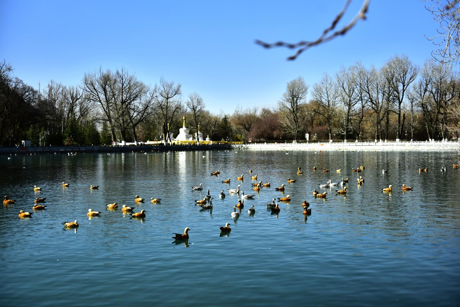 靜謐的公園里，一群候鳥從天空中飛過，盤旋著落到湖面。這里是宗角祿康公園。